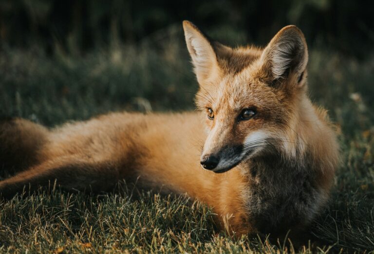 Fox on the grass.