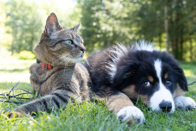 A Pet – or Emotional Support Animal – Can Help Alleviate Symptoms of Bipolar Depression