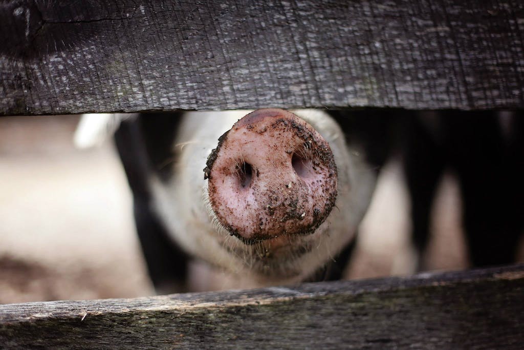 Close-up of Hand Feeding pig.
